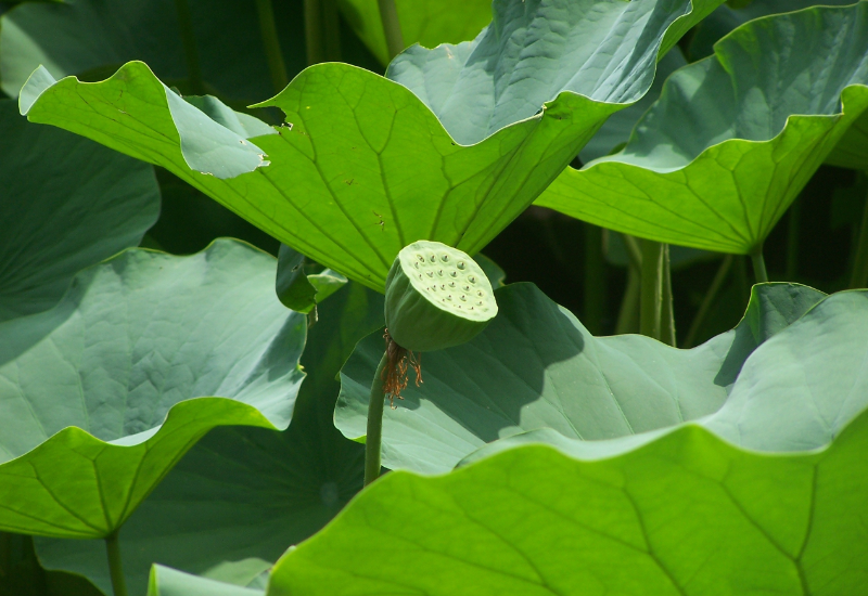 Sản phẩm thủ công mỹ nghệ từ sen