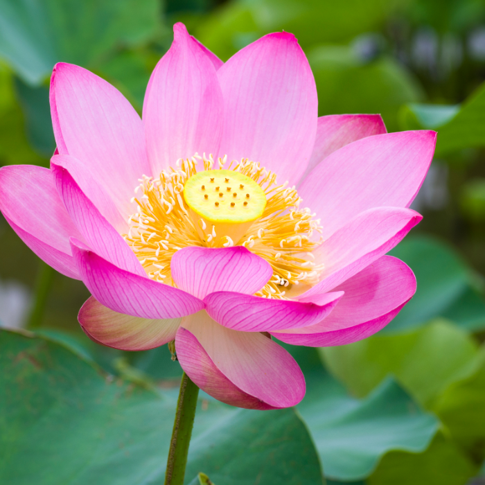 Các Sản Phẩm Từ Sen Đồng Tháp