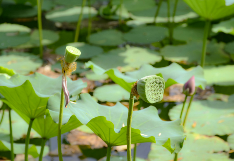 Giá trị văn hóa – du lịch